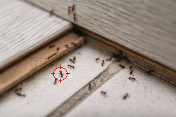 Pest Prevention Services in Erwinville, LA