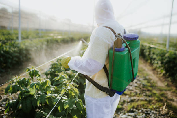 Wasp Removal Services in Erwinville, LA